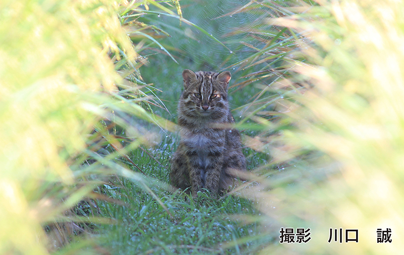 種子長崎県対馬市島