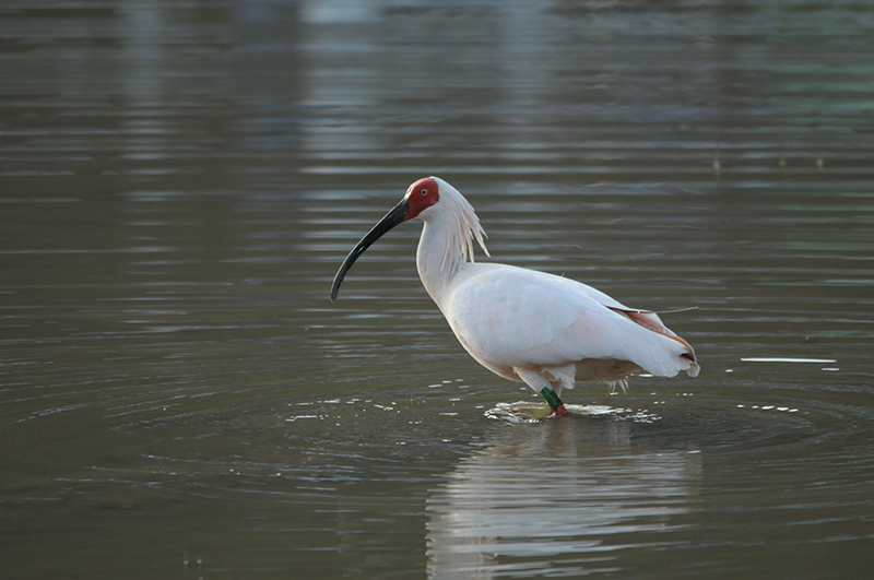 新潟県佐渡市（佐渡島）